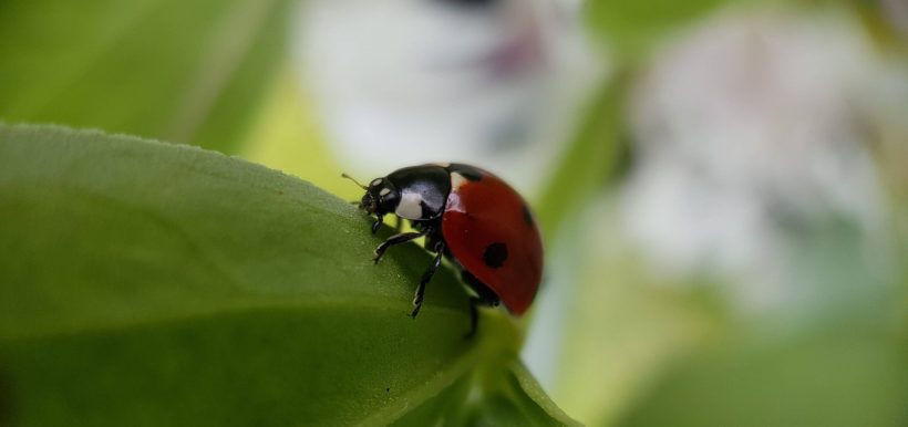Coccinelle á sept points