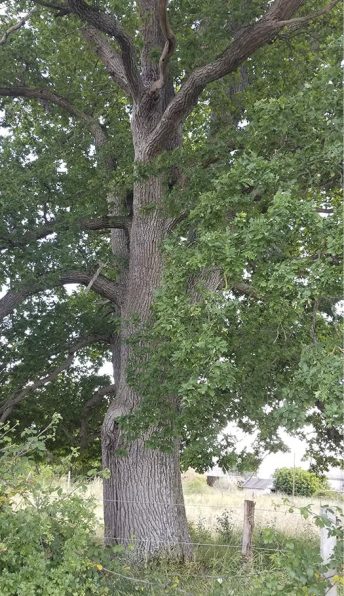 Les arbres de nos campagnes comme ce superbe chêne