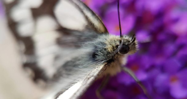 Melanargia galathea