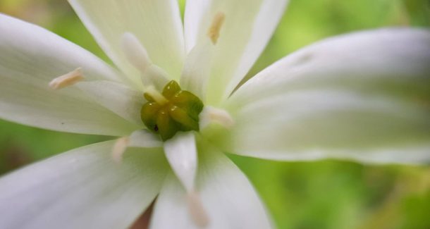Ornithogale en ombelle, elle épate la galerie