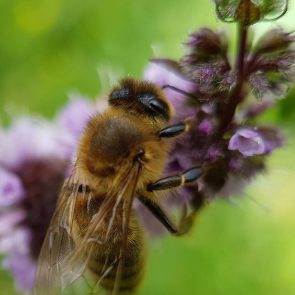 Abeille que l'on retrouve dans les ruches des apiculteurs. Fidèle pollinisatrice de nos jardin.