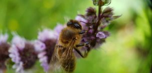 comment agir pour la biodiversité, comme préserver les abeilles