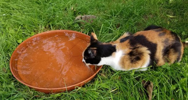 Abreuvoir pour tous les animaux du jardin