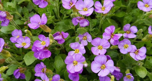 aubriètes