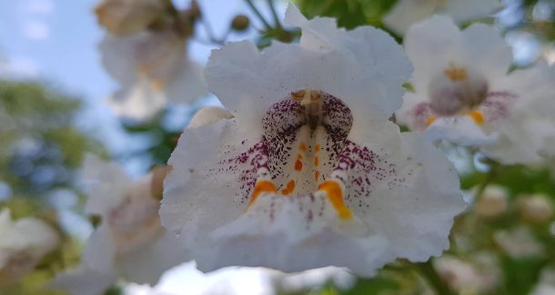 Fleur de catalpa