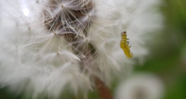 chenille sur un fruit de pissenlit vus en macro photo