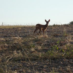 chevreuil, un représentant important de la faune sauvage
