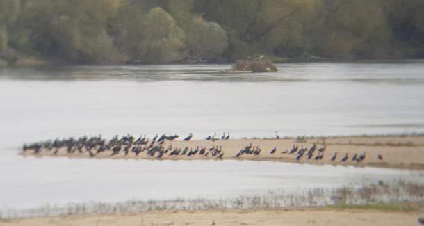 cormorans sur la Loire