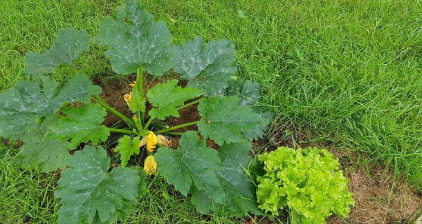Courgettes et salade