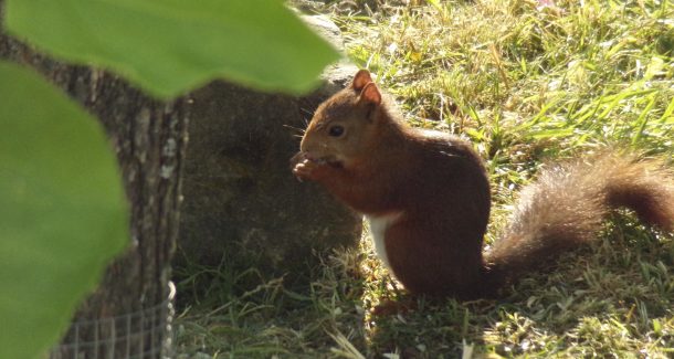 écureuil qui vous rendra visite, si vous favorisez la biodiversité