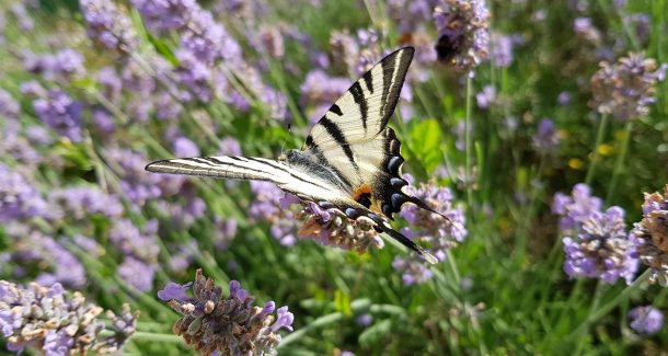 papillon dit flambé