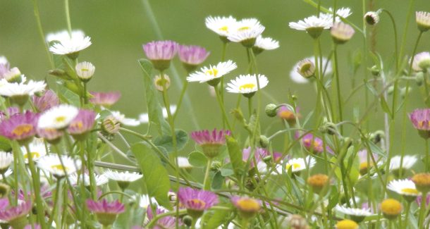 Quoi de mieux que les fleurs des champs pour favoriser la biodiversité