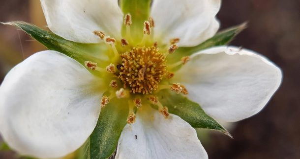 Fleur de fraise des bois vue en macrophotographie