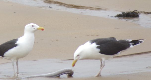 Goélands, oiseaux marins en quête de nourriture à marée basse