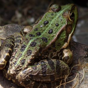 Grenouille verte en photo au bord de sa marre
