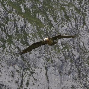 Le ballet aérien d'un gypaète barbu en quête d'une carcasse.