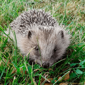 En accueillant les hérissons dans votre jardin vous supprimez certains nuisibles de votre potager.