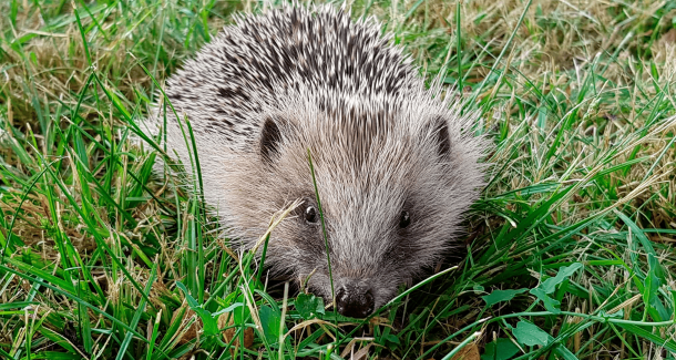 En accueillant les hérissons dans votre jardin vous supprimez certains nuisibles de votre potager.