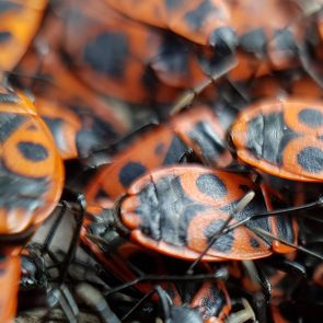 insecte gendarme en photo macro. Thème les petites bébêtes