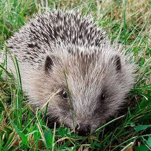 jeune hérisson, petit animal sauvage en danger, en quête de nourriture