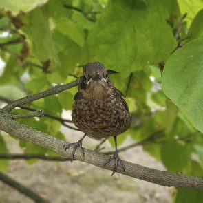 comment prendre soin des oiseaux, comme ce jeune merle