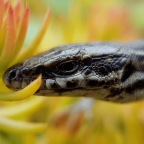 a vous de zoomer sur le lézard