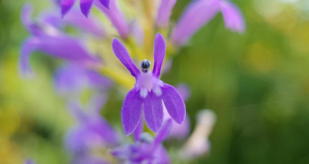Lobelie prise en photo macro. Thème les fleurs