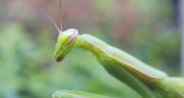 mante religieuse, symbole d'une biodiversité dans votre jardin