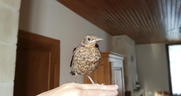 sauvetage d'un merle 14 -ème jour