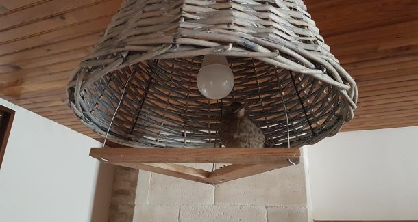 sauvetage d'un merle 15 -ème jour