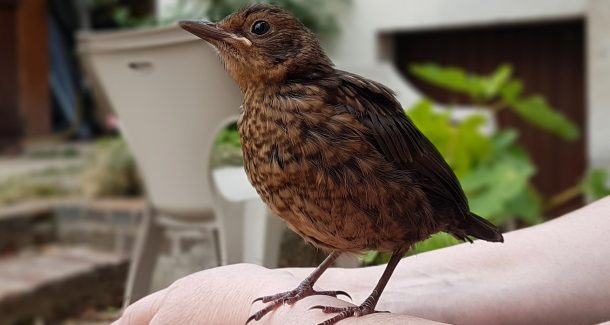 sauvetage d'un merle 16 -ème jour