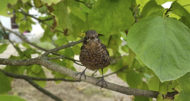 sauvetage d'un merle 17 -ème jour