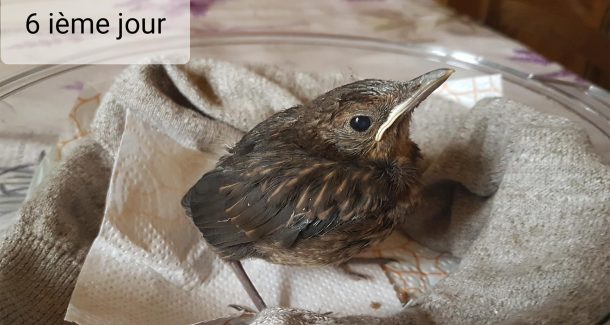 sauvetage d'un merle au 6 -ème jour
