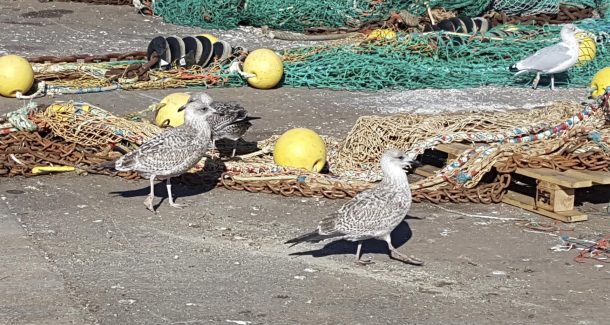 mouettes brunes, des oiseaux proches des hommes