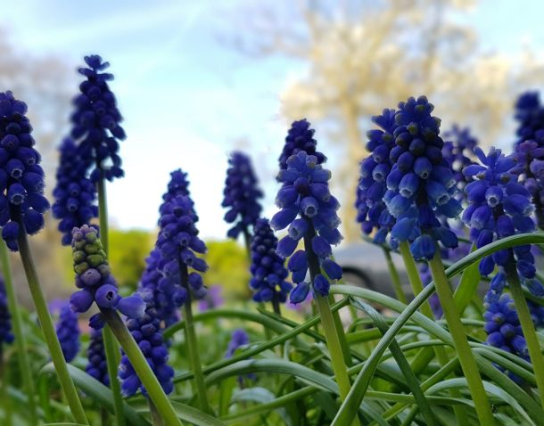 muscari
