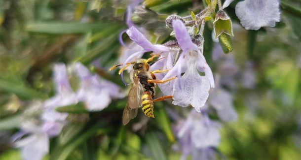 Nomada Succinta qui butine