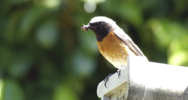 rouge queue à front blanc
