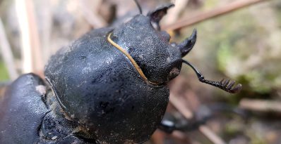 Le scarabée petite biche est un symbole de biodiversité dans les bois