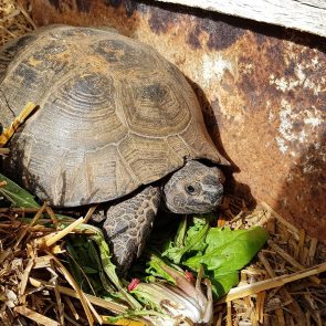 tortue terrestre