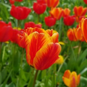 Tulipes au jardin